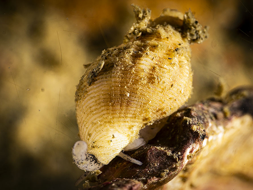 Nucella lapillus